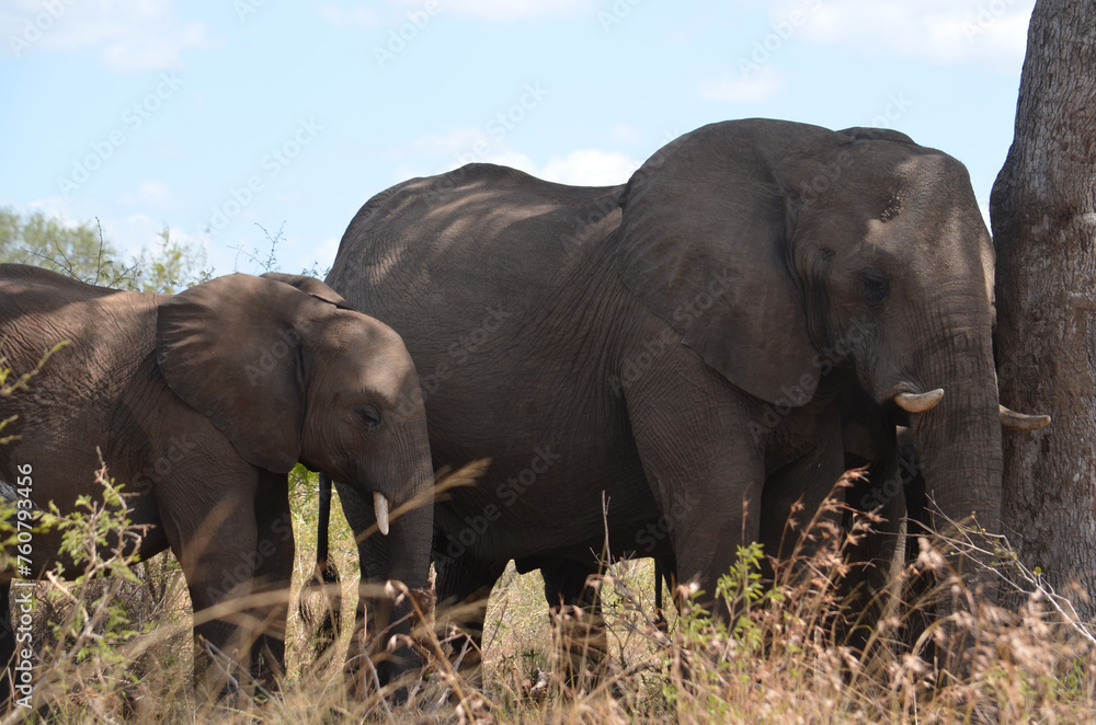 Obraz premium African elephant with her calf in Kruger National Park, Mpumalanga, South Africa