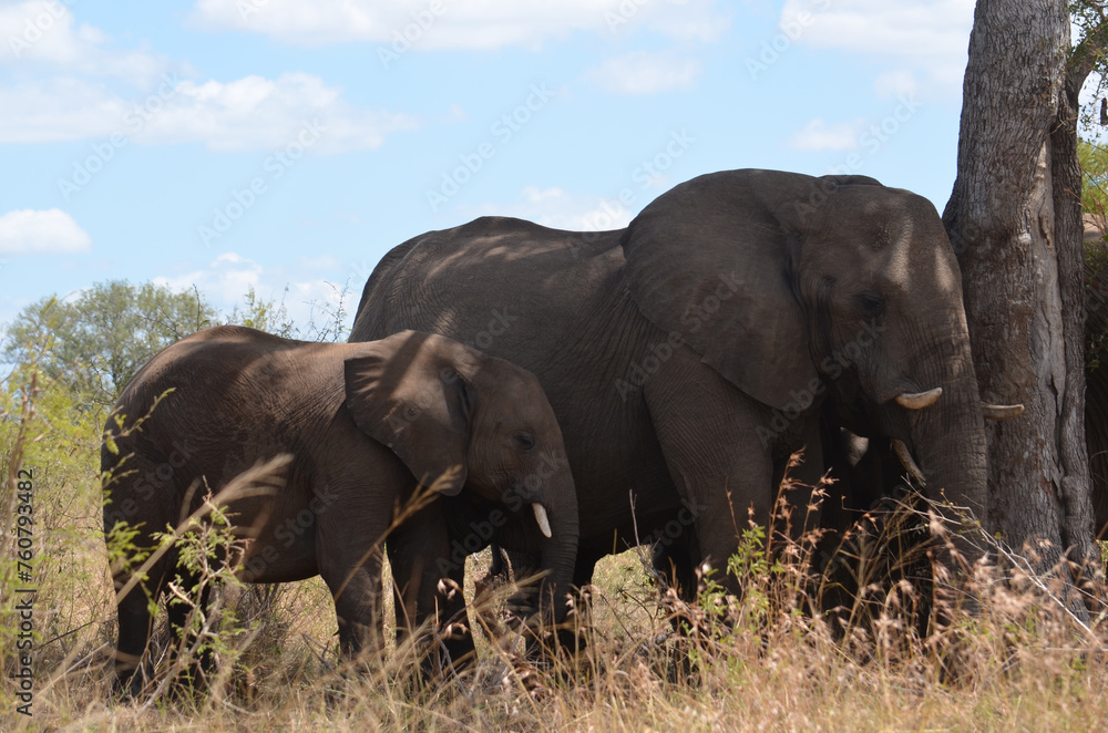 African elephant with her calf in Kruger National Park, Mpumalanga, South Africa African elephant with her calf in Kruger National Park, Mpumalanga, South Africa