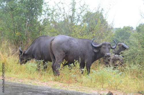 African Buffalo in Kruger National Park  Mpumalanga  South Africa