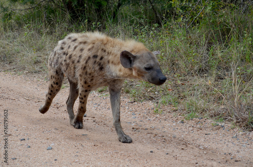 Hyena in Kruger National Park, Mpumalanga, South Africa