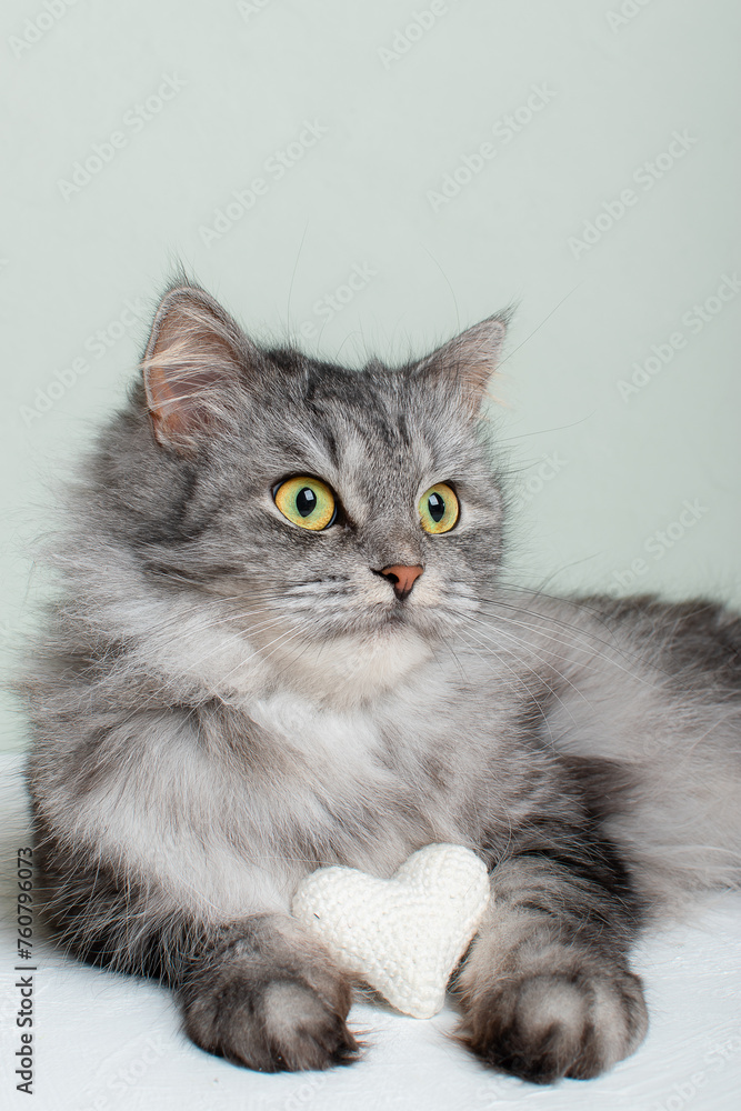 Fototapeta premium Next to the bouquet of eustoma lisianthus lies a knitted white heart in the paws of a fluffy striped gray cat.