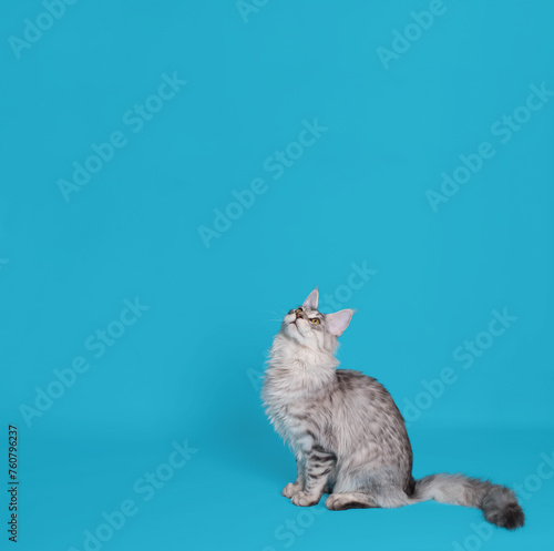 Mock up with grey Maine coon cat looking up at blue background with copy space.
