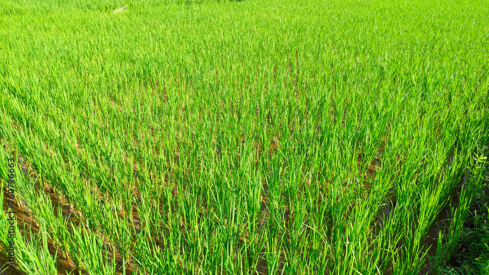Close up view of super green and fresh rice plants in Indonesian rice fields