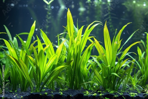 Submerged Aquatic plant vallisneria. Green and abundant waterweed with micro flora. Generate AI