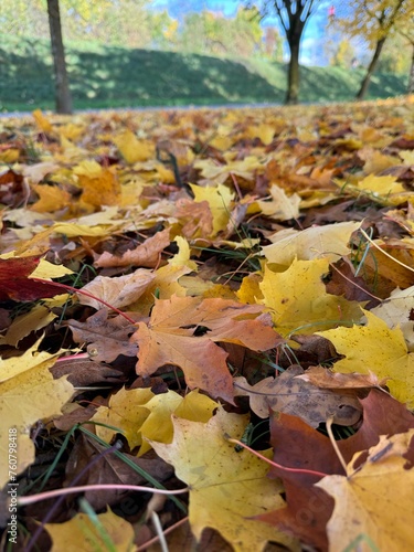 autumn leaves on the ground