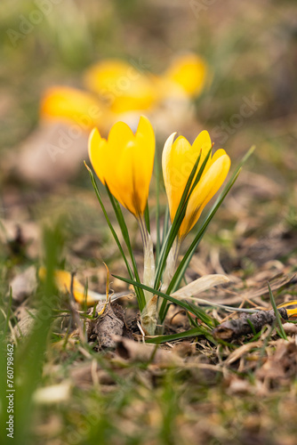 Yellow crocuses in the grass in spring