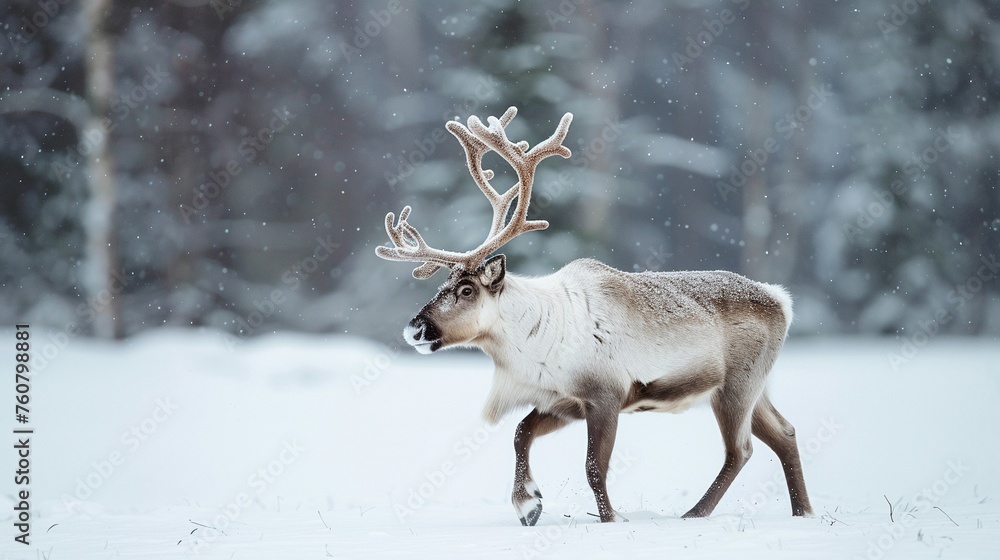 reindeer,high resolution canon DSLR reindeer,high resolution canon DSLR