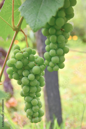 Bright green grapes ripening in the sun