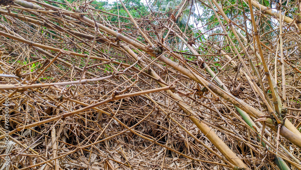 A pile of old dry branches and bamboo sticks in indonesian A pile of old dry branches and bamboo sticks in indonesian