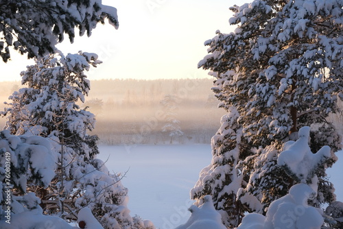 Winter frosty sunny landscape. Trees in the snow