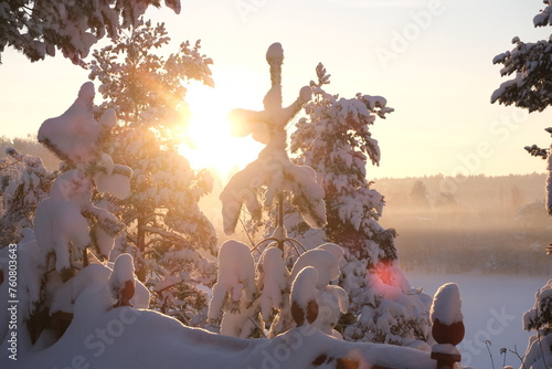 Winter frosty sunny landscape. Trees in the snow