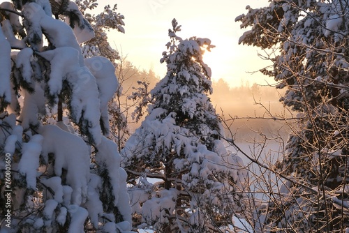 Winter frosty sunny landscape. Trees in the snow