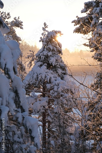 Winter frosty sunny landscape. Trees in the snow