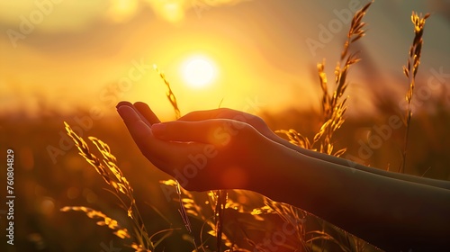 sunset grasp: young hands open to catch the evening sun, creating a magical illusion in a summer cornfield photo