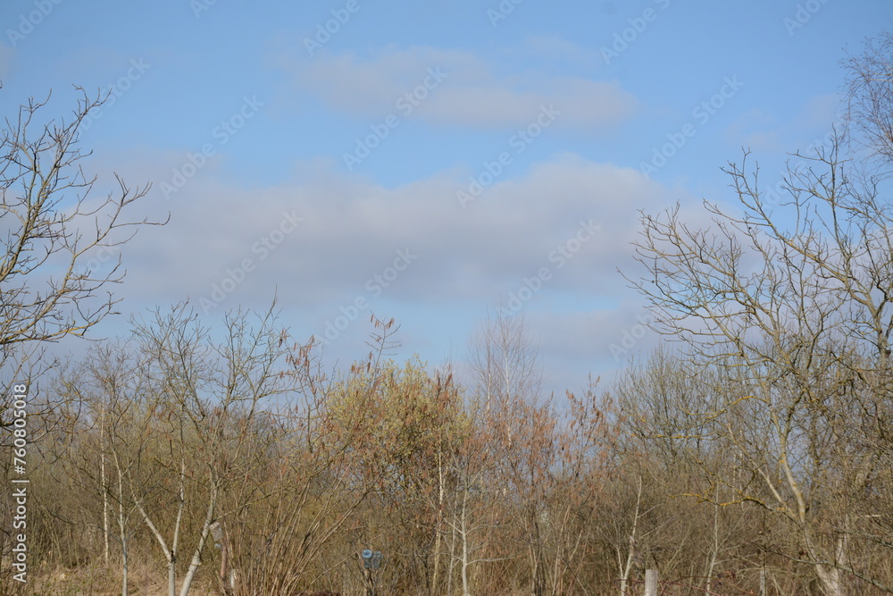 Trees without foliage in early spring against a blue sky Trees without foliage in early spring against a blue sky