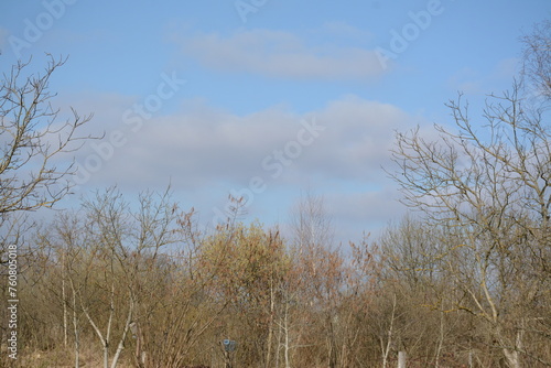 Trees without foliage in early spring against a blue sky