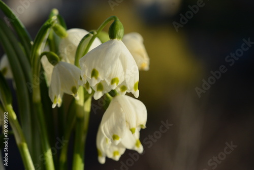 White spring snowdrops on a blurred background