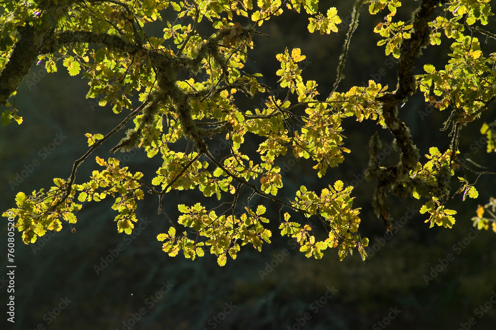 Beautiful green leaves on the branches of downy or pubescent oak, back light. downy oak (Quercus pubescens). Mularza Noa, Bolotana, Nuoro, Sardinia, Italy Beautiful green leaves on the branches of downy or pubescent oak, back light. downy oak (Quercus pubescens). Mularza Noa, Bolotana, Nuoro, Sardinia, Italy