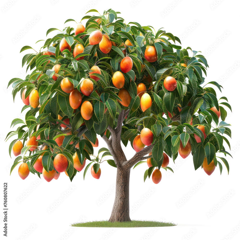 Beautiful mango tree with fresh ripe fruits isolated on transparent background 