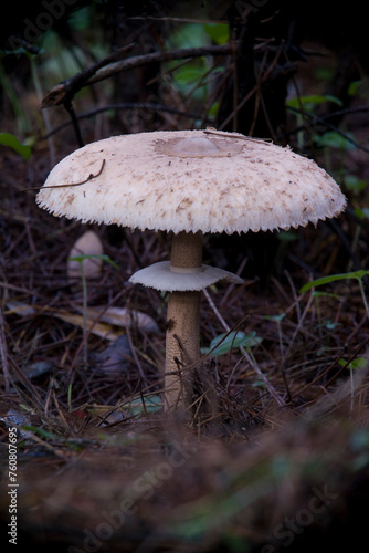 Drumstick, Macrolepiota procera, large edible mushroom. Alghero, Sardinia, Italy photo