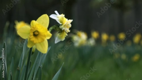 żonkile, narcyze w parku, daffodils