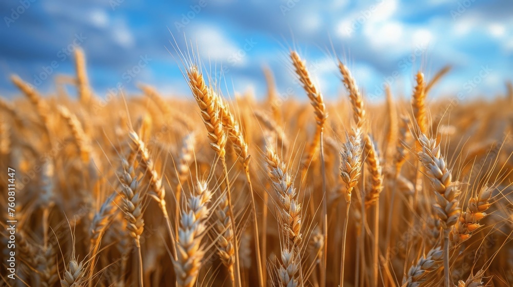 Wheat Field Under Cloudy Blue Sky Wheat Field Under Cloudy Blue Sky