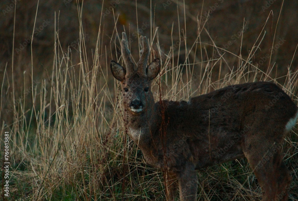 Deer in long grass Deer in long grass