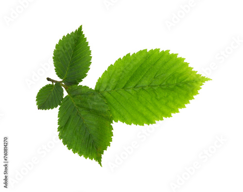 Fresh green elm-tree leaves isolated on white or transparent background