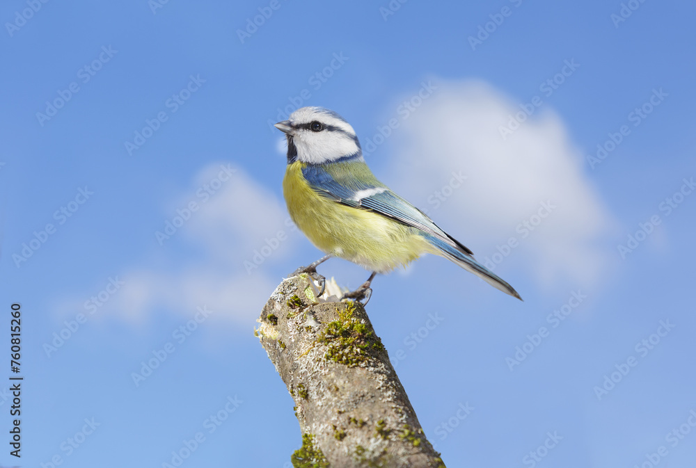 Bird perching on a stump of tree on sky background. Blue tit. Parus caeruleus Bird perching on a stump of tree on sky background. Blue tit. Parus caeruleus