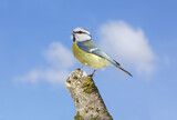 Bird perching on a stump of tree on sky background. Blue tit. Parus caeruleus