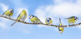 Little birds perching on the branch of tree on sky background. Blue tit. Parus caeruleus