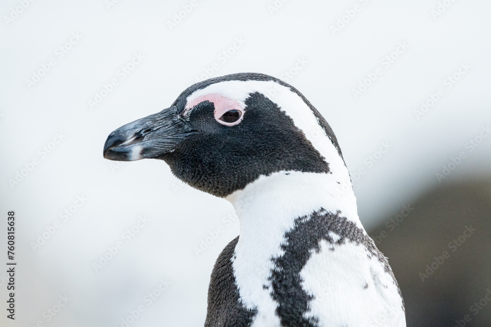 Naklejka premium African penguin (Spheniscus demersus) close up side view or profile of face eye and beak of this endangered marine bird in Western Cape, South Africa