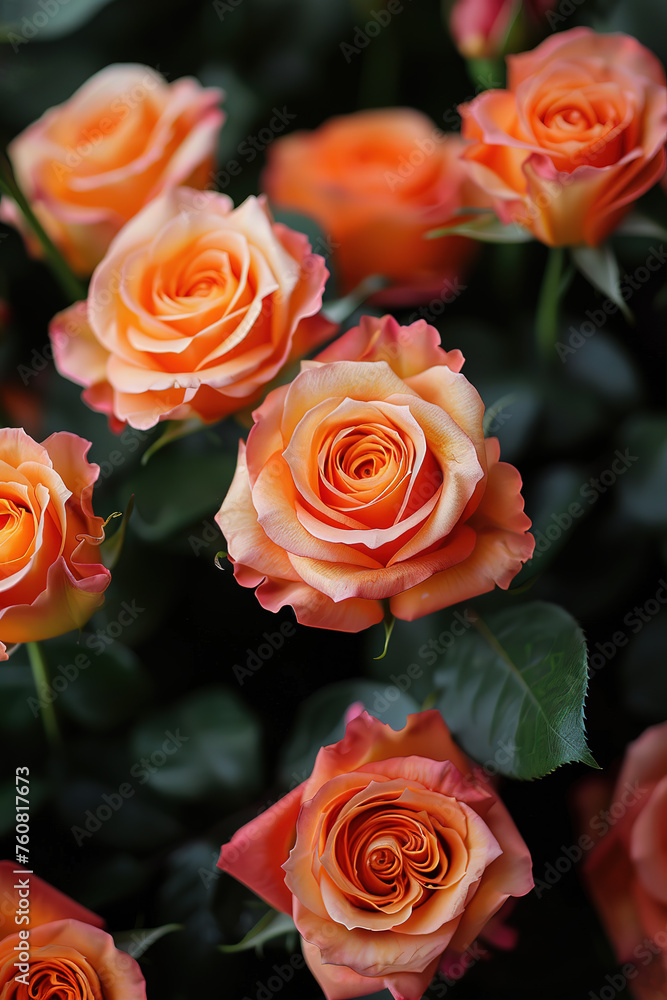 Naklejka premium Red roses with black background