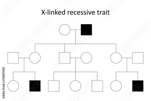 Pedigree. X-linked recessive trait.