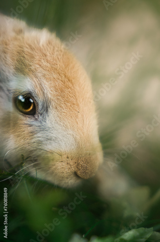 close up of rabbit 