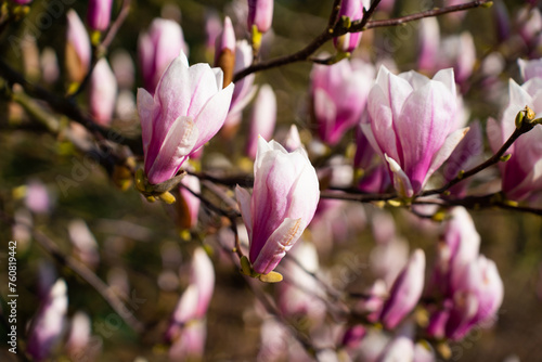 blooming magnolia trees in spring