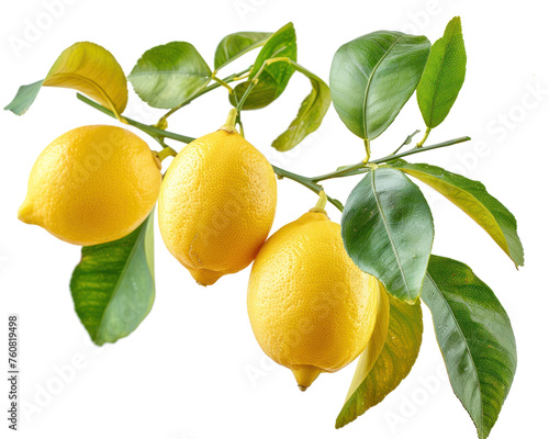 A branch full of fresh ripe lemons isolated on transparent background