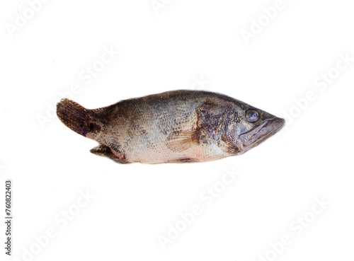Tilapia (Oreochromis mossambica) are freshwater fish inhabiting shallow streams, ponds, rivers, and lakes. The popularity of Tilapia came about due to its low price, easy preparation and mild taste.  photo