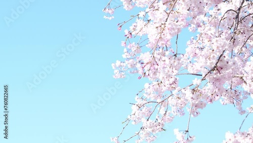 Blue sky and full bloom cherry blossoms. Cherry blossoms swaying in the wind.