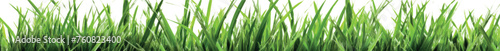 Isolated green grass on a white background vector. High Resolution image of fresh green grass isolated. Realistic green grass, greenery, lawn. Spring meadow. Glade with plants, natural landscape.