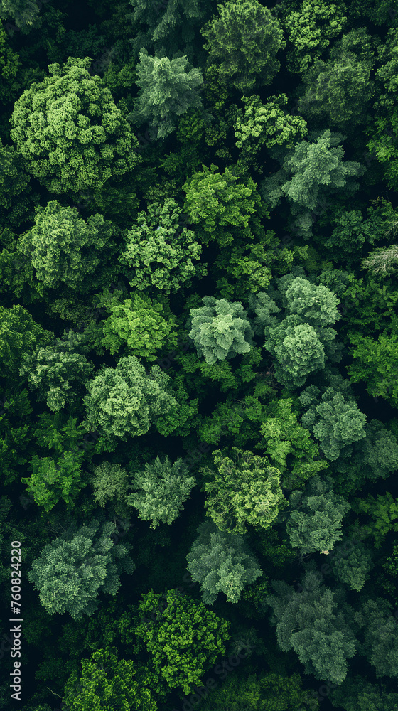 Vista aérea de un bosque denso