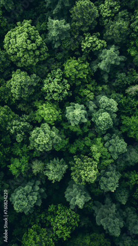 Vista aérea de un bosque denso
