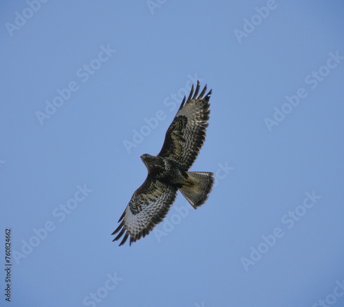 The common buzzard (Buteo buteo) in flight overhead