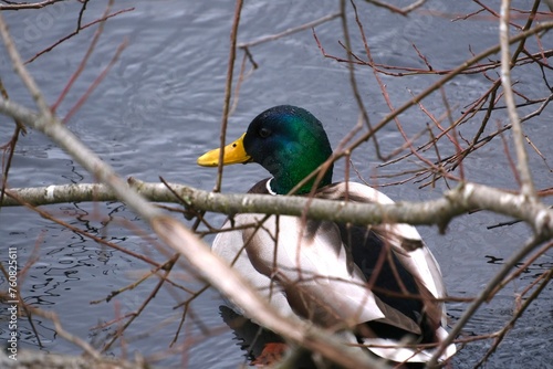 Dabbling duck, mallard, male