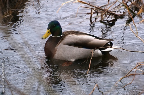 Dabbling duck, mallard, male