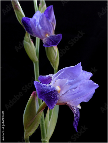 Iris flower isolated on black background