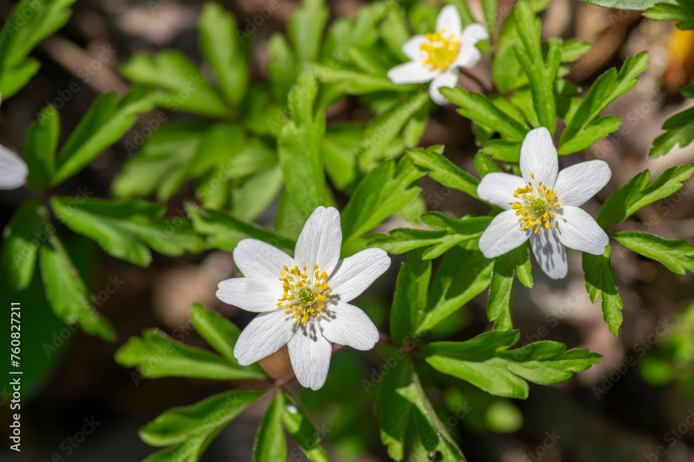 Anemonoides nemorosa wood anemone white flower in bloom, springtime flowering bunch of wild plants Anemonoides nemorosa wood anemone white flower in bloom, springtime flowering bunch of wild plants