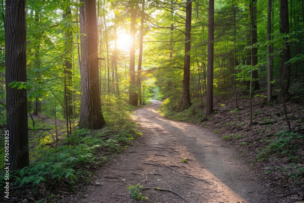 Sunlit forest trail exploration photography, capturing nature's enchanting beauty.