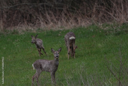 group of deers on a meadow