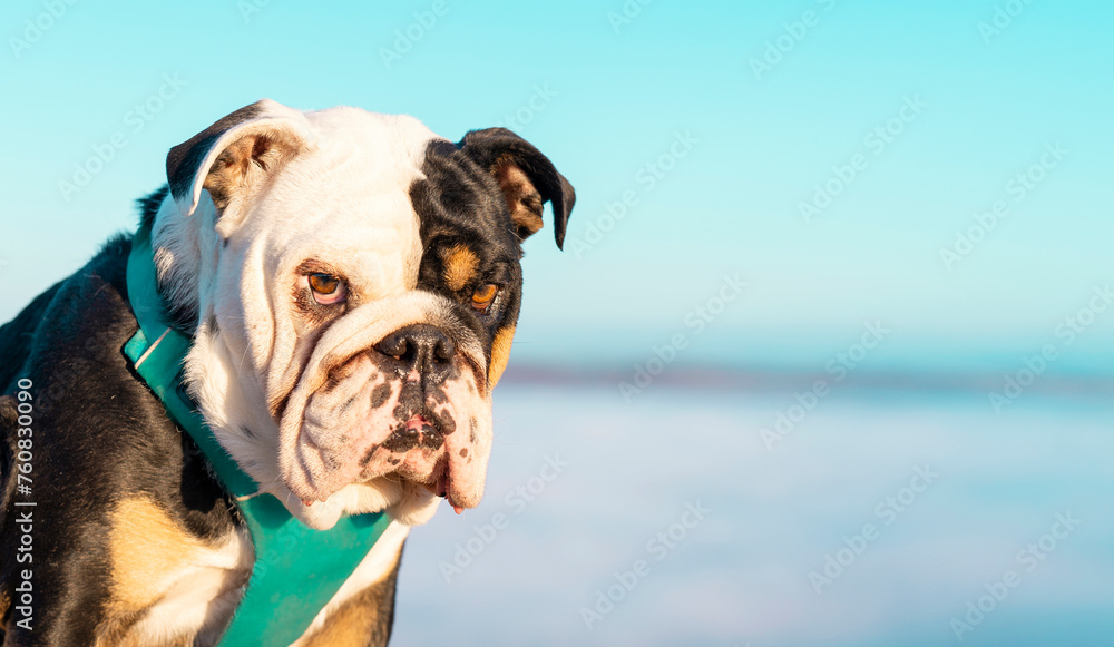 Portrait of Black tri-color English British Bulldog Dog in harness out for a walk sitting on top of mountains against blue sky  with copy space